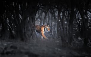 Exotic Wildlife Tour to Ranthambore